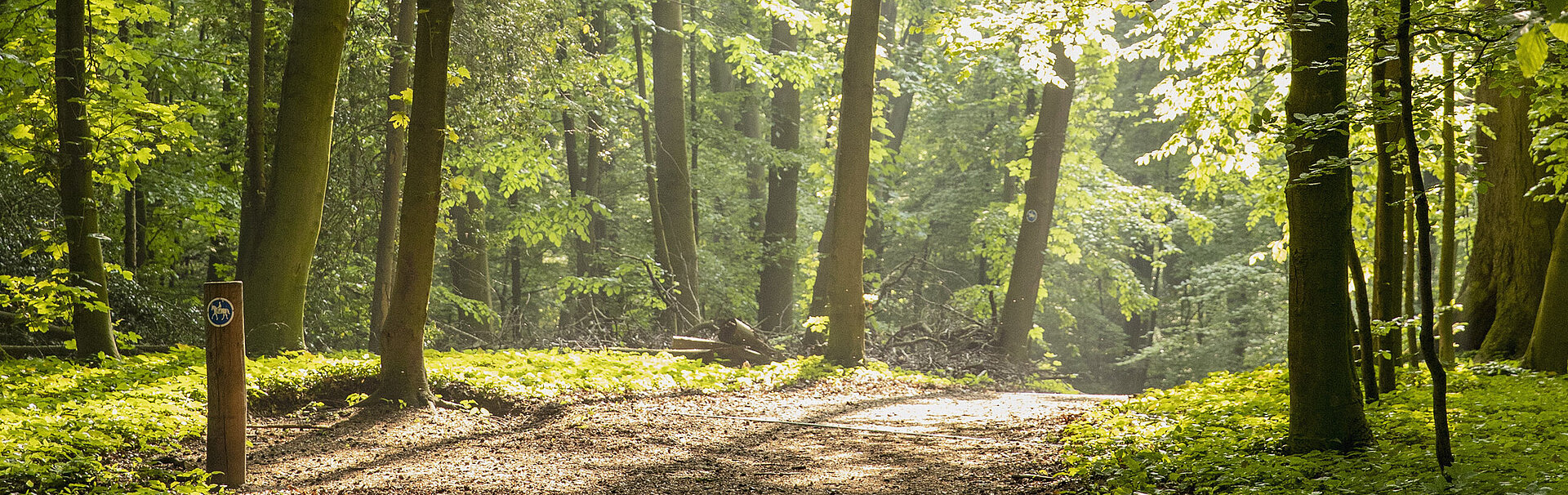 Bild: Einsamer Waldweg auf dem Laub liegt und die Sonne scheint
