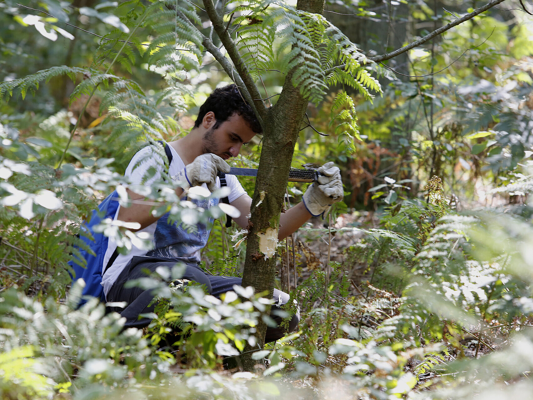 Bild: Bodensaure Eichenwälder mit Mooren und Heiden für ein grünes und bürgernahes Europa