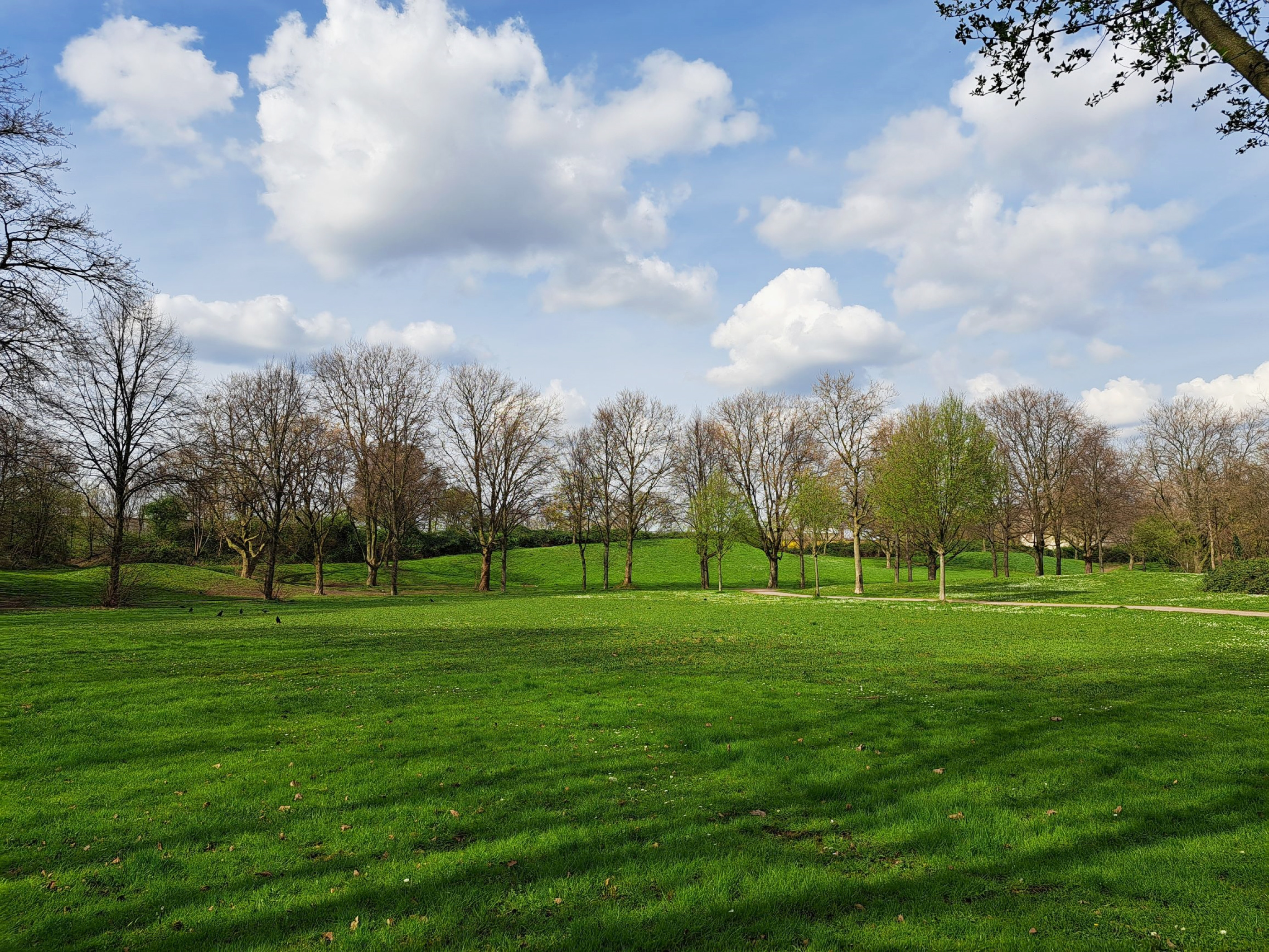 Grüne Wiese am Rhein in Duisburg-Hochfeld mit Bäumen im Hintergbrund