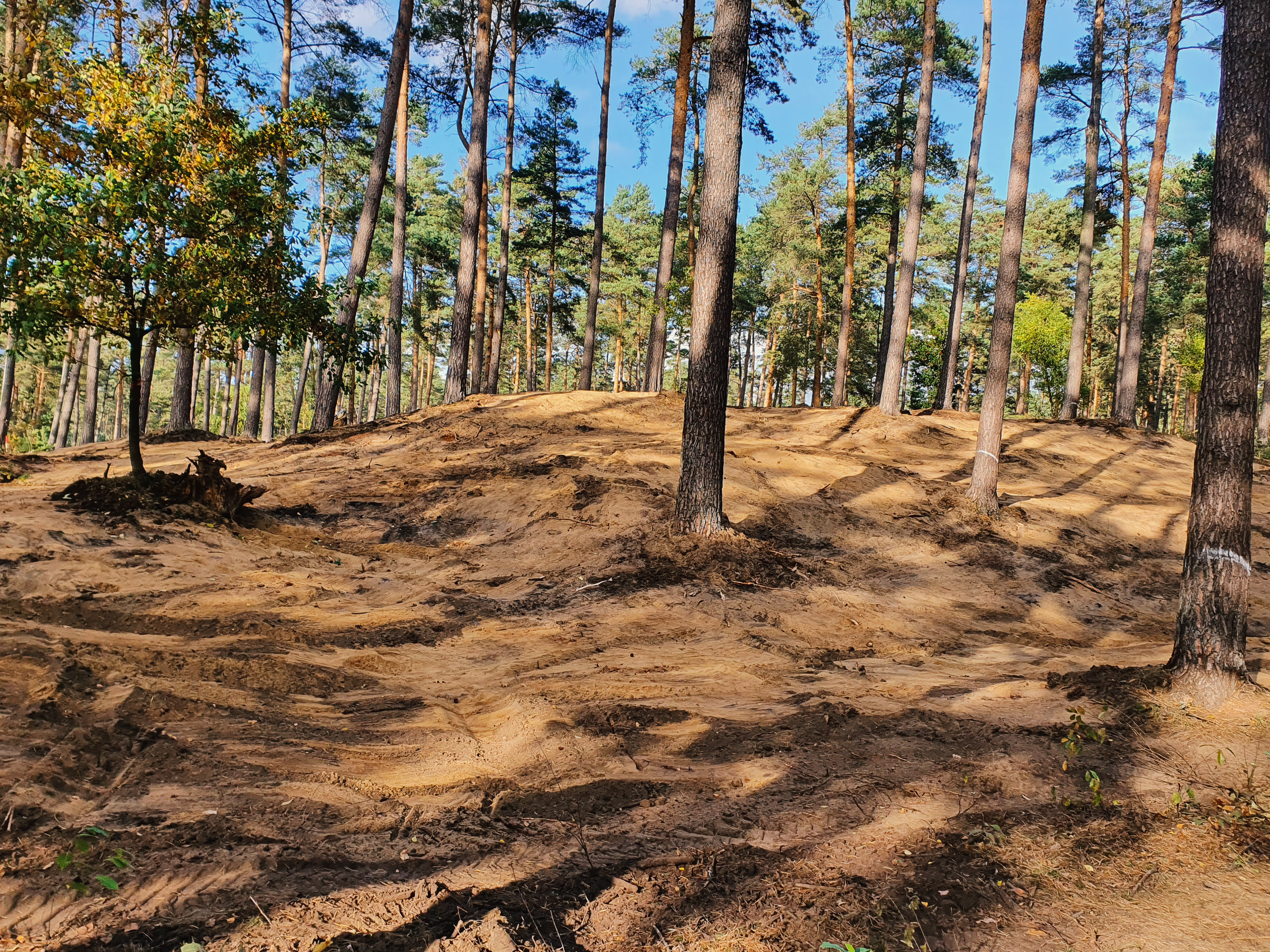 offene Sandüne im Naturschutzgebiet in der Üfter Mark